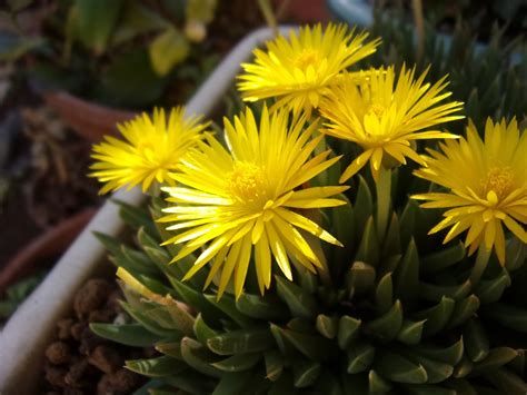 三時花|三時草という多肉植物の育て方は？植え替えと株分け。